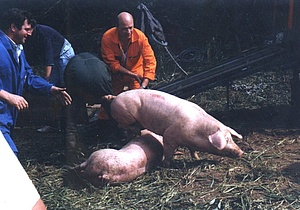 Unfall Schweinetransporter 1972