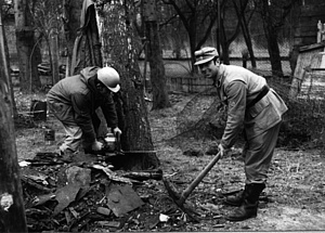 Holzfällarbeiten im Tierheim 1957