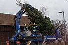 Aufstellen von Weihnachtsbäumen in Straubinger Kirchen
