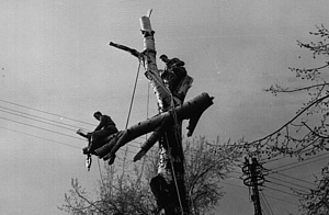 Baumfällarbeiten 1967