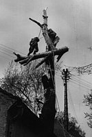 Baumfällarbeiten 1967